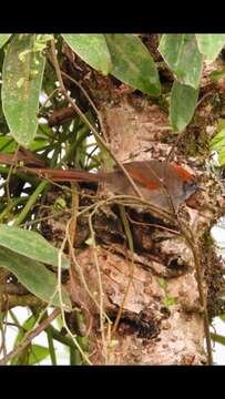 Image of Azara's Spinetail