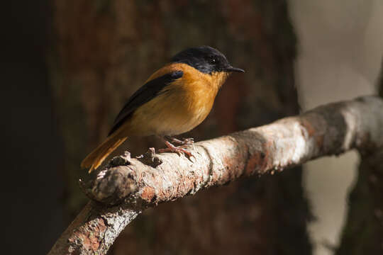 Image de Gobemouche orange et noir