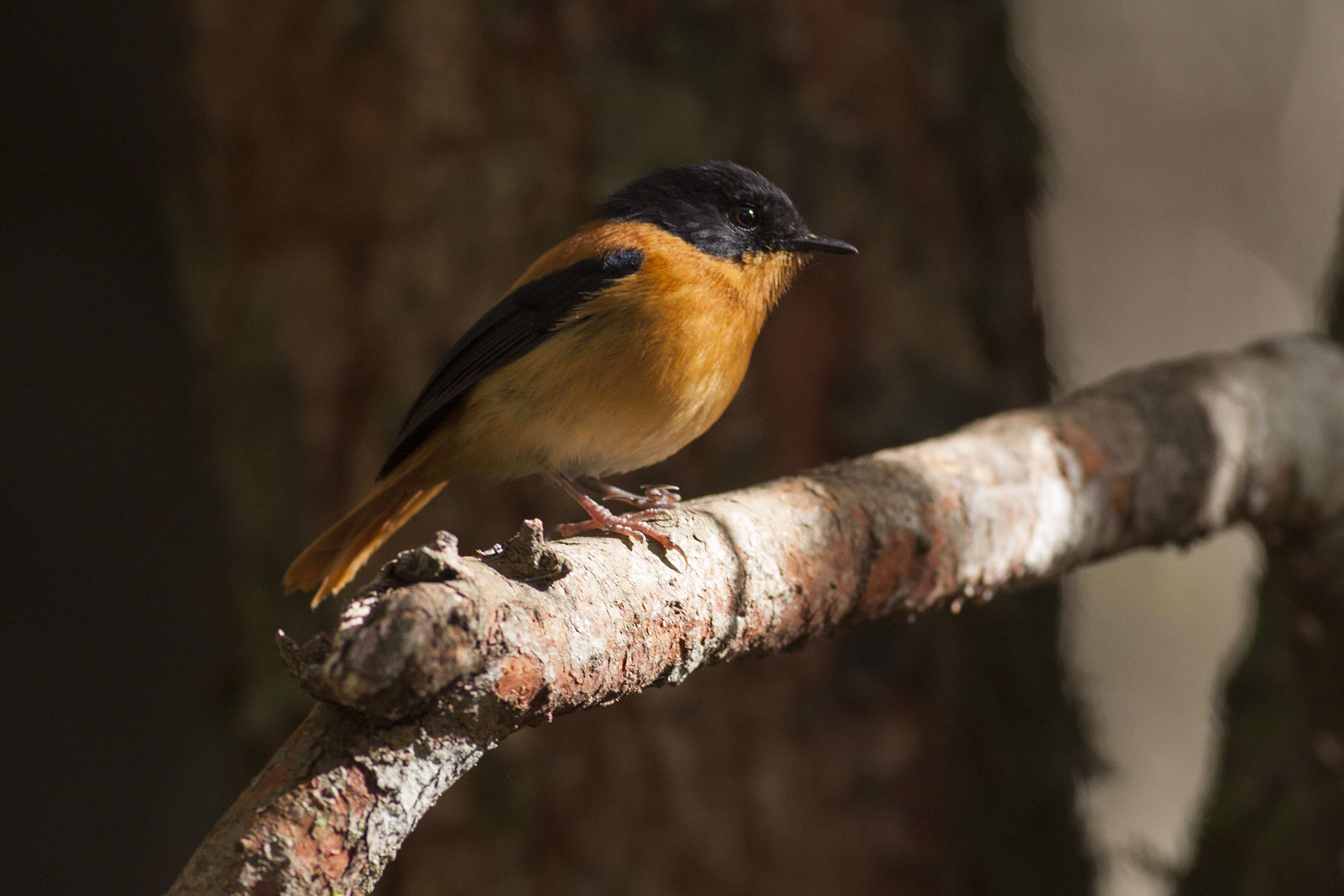 Image de Gobemouche orange et noir