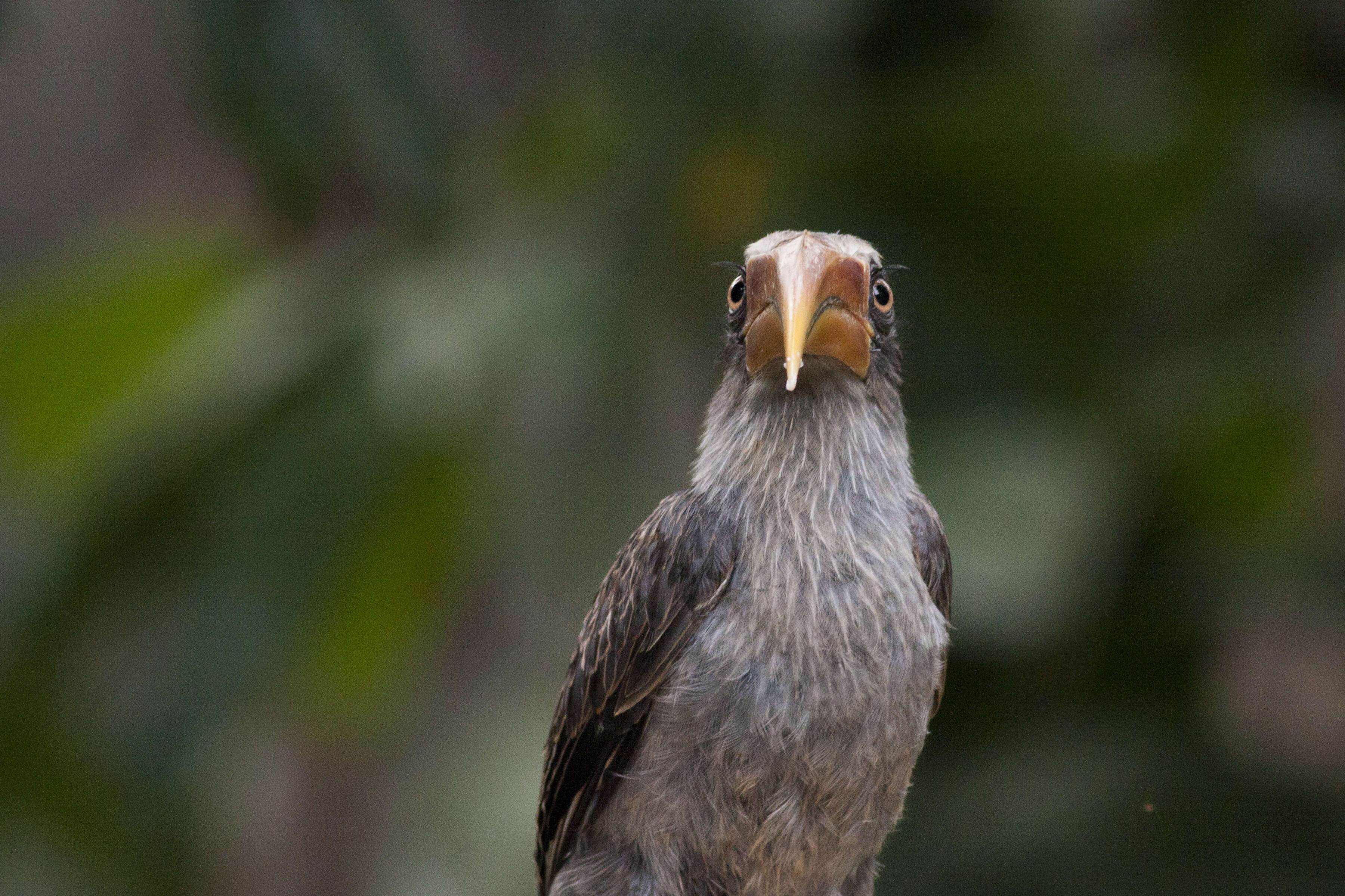 Image of Malabar Grey Hornbill