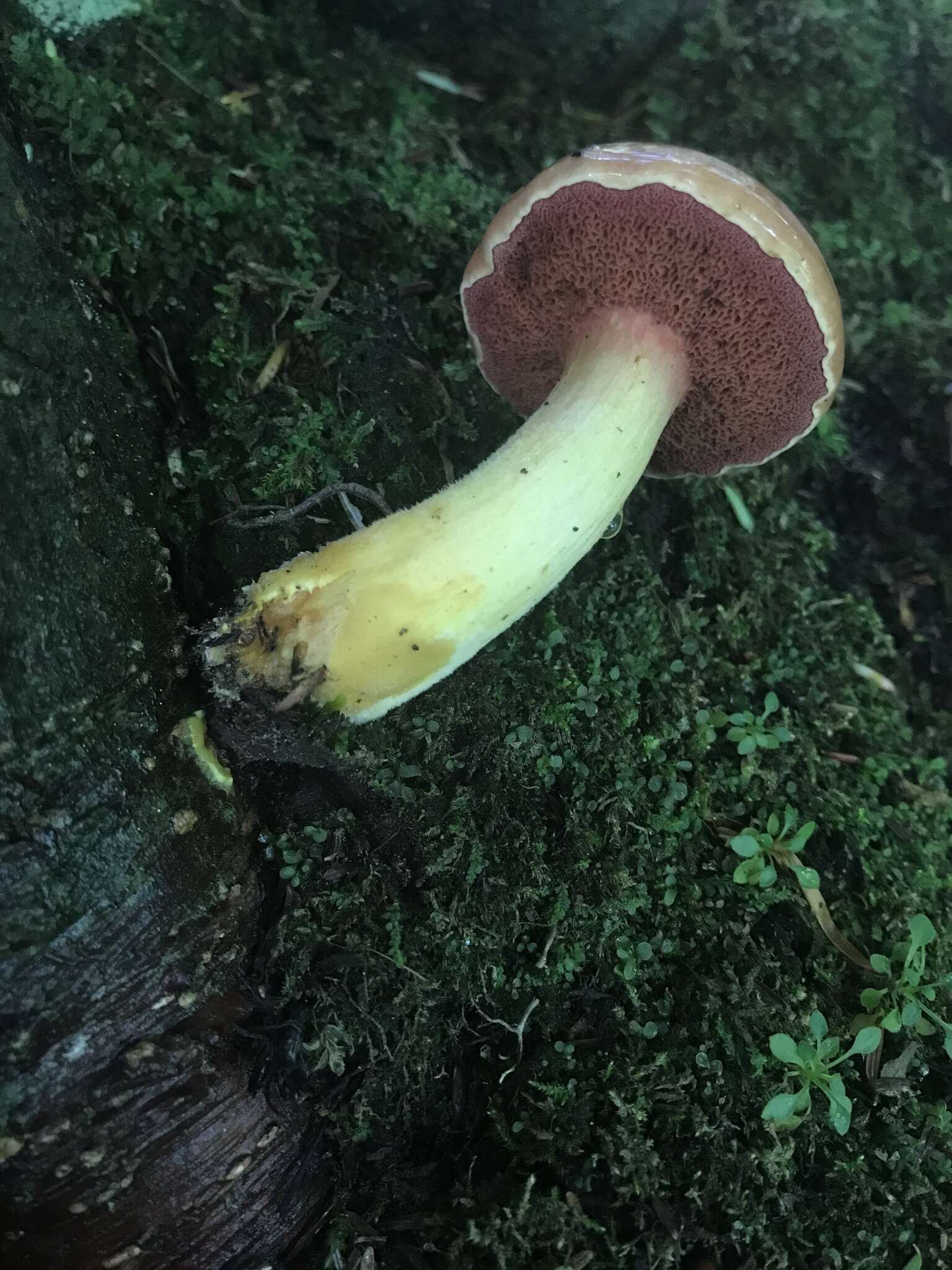 Imagem de Chalciporus rubinellus (Peck) Singer 1973