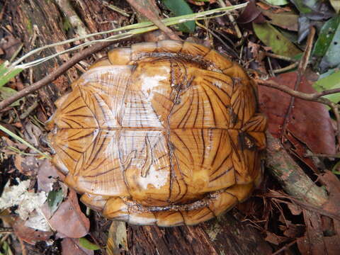 Image of Asian Leaf Turtle