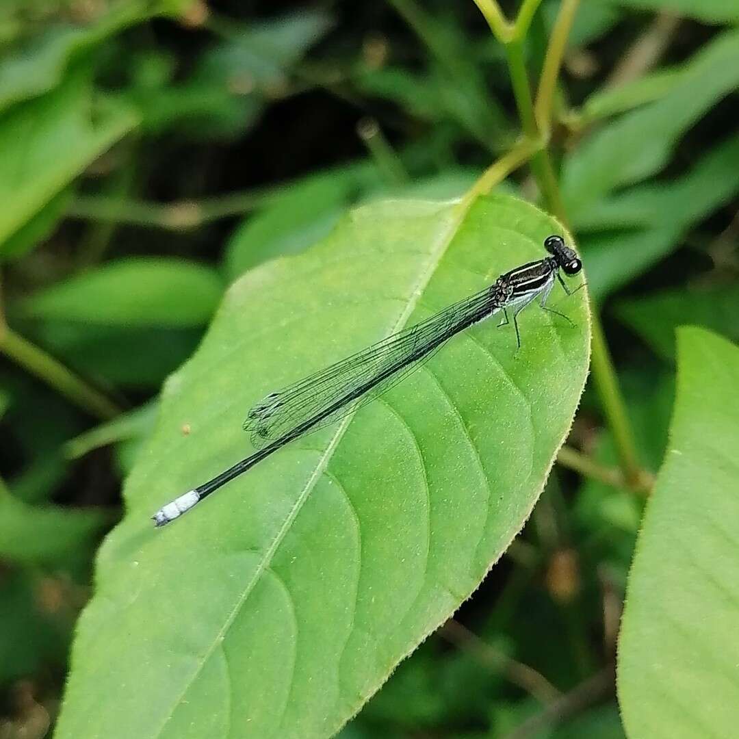 Image of Apanisagrion lais (Selys 1876)