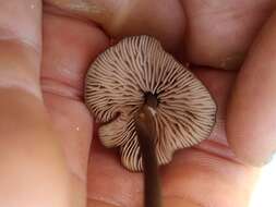 Image of Entoloma infula (Fr.) Noordel. 1980