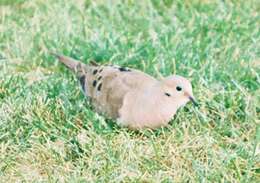 Image of American Mourning Dove