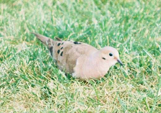 Image of American Mourning Dove