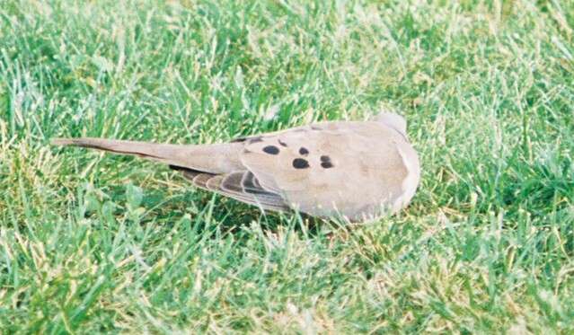 Image of American Mourning Dove