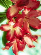 Image of Desert Rose