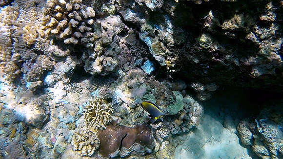 Image of Japan surgeonfish