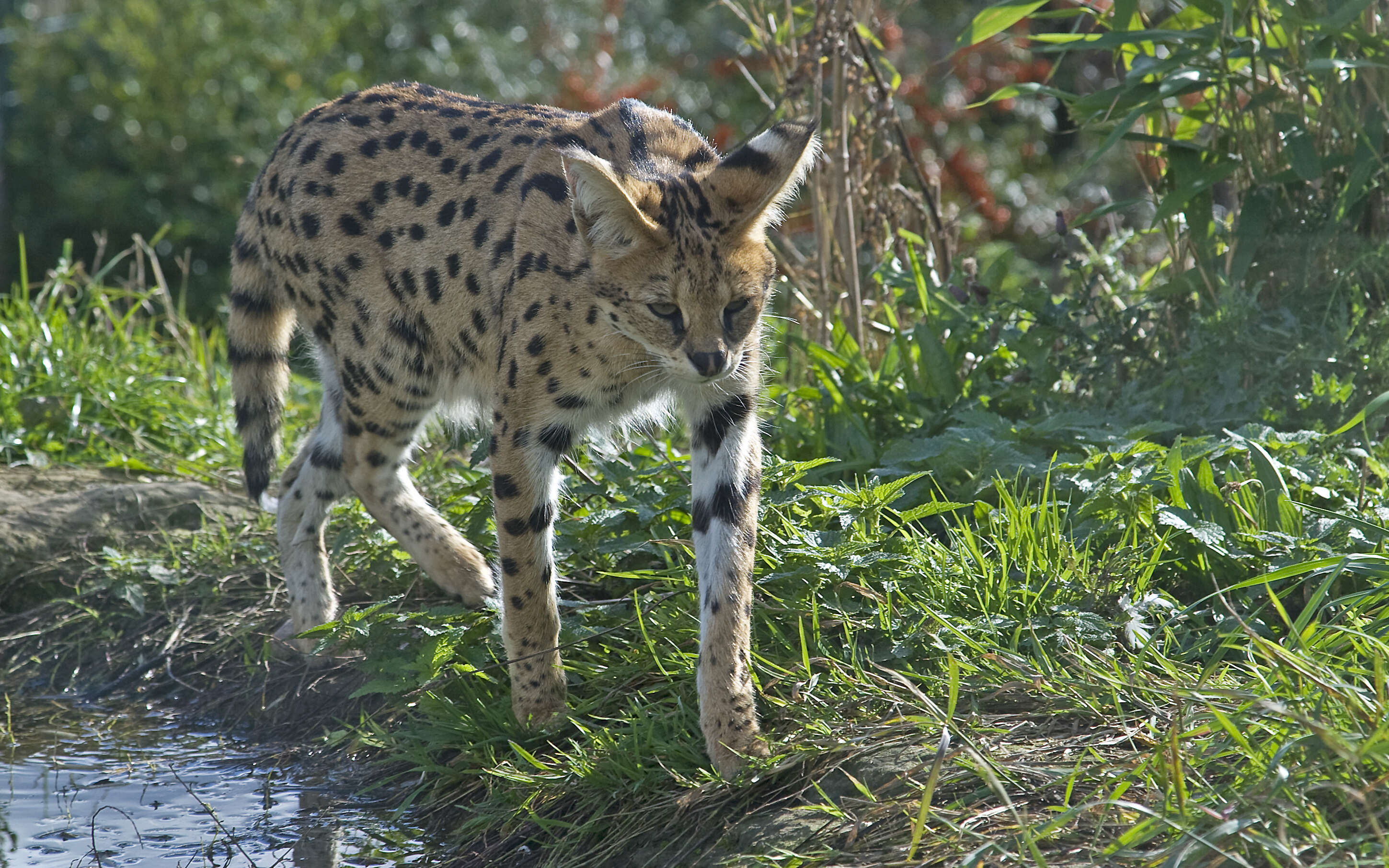 صورة Leptailurus Severtzov 1858