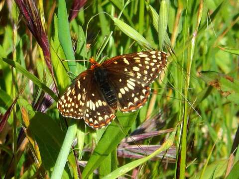 Image of Northern Checkerspot