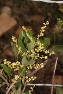 Image de Muehlenbeckia tamnifolia (Kunth) Meisn.