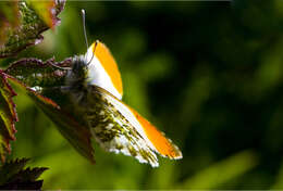 Image of orange tip