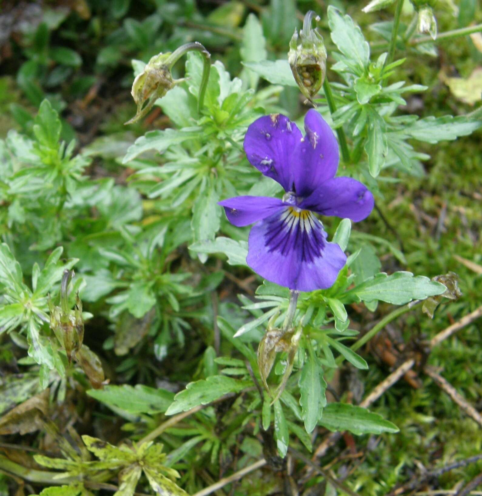 Sivun Viola declinata Waldst. & Kit. kuva