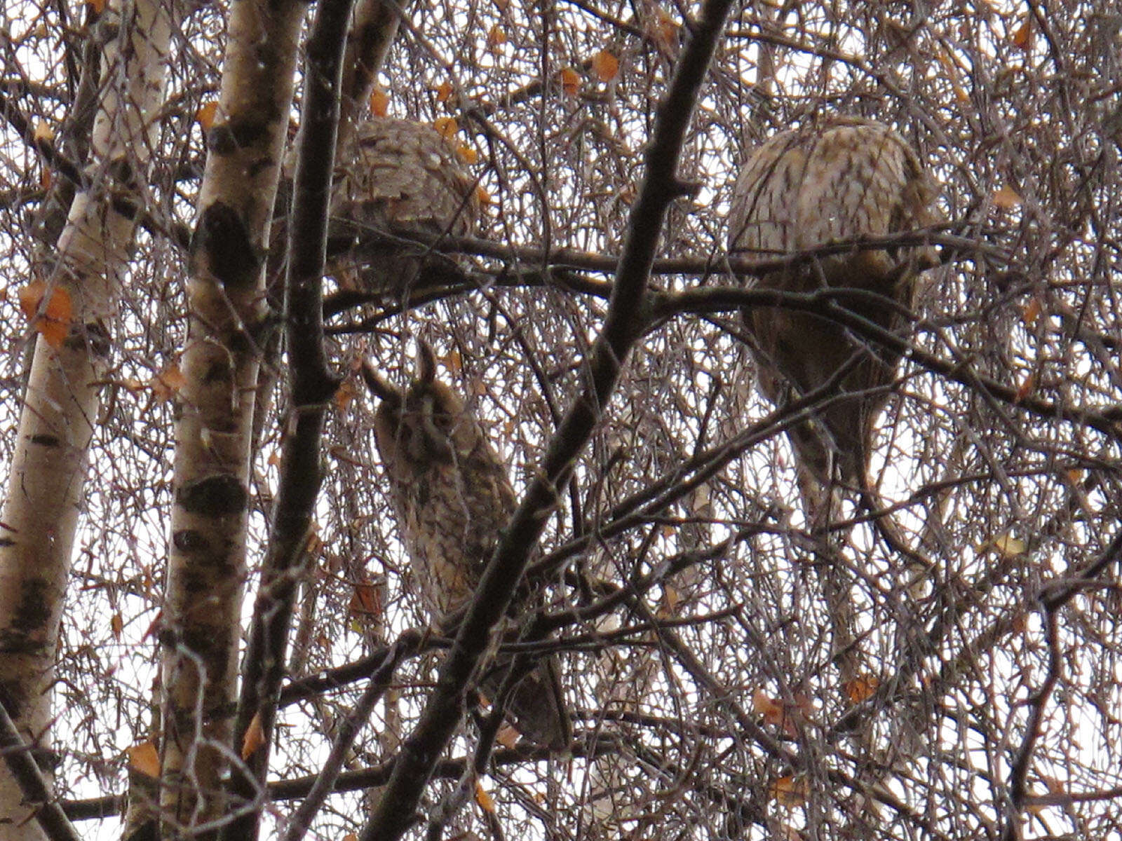 Image of Long-eared Owl