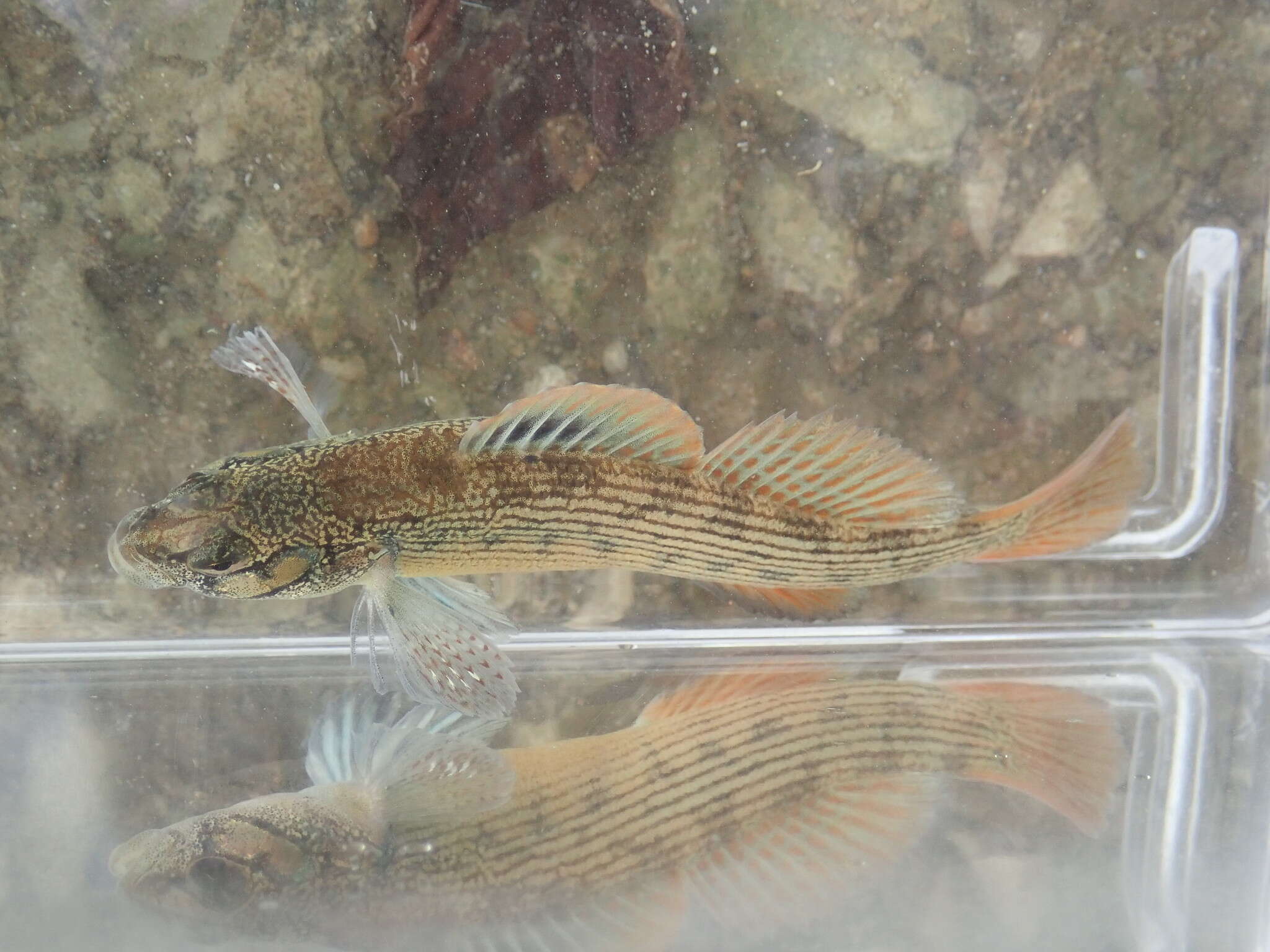 Image of Striped darter