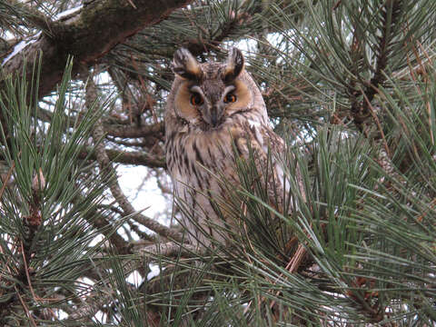 Image of Long-eared Owl