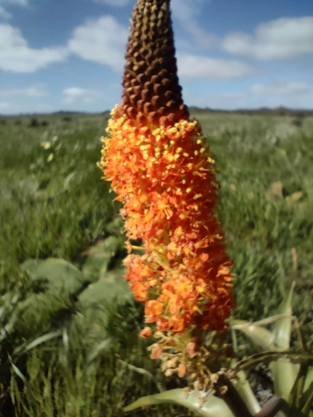 Image of Bulbinella latifolia Kunth