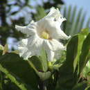 Image of Dolichandrone spathacea (L. fil.) K. Schum.