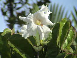 Image de Dolichandrone spathacea (L. fil.) K. Schum.