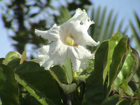 Image of Dolichandrone spathacea (L. fil.) K. Schum.