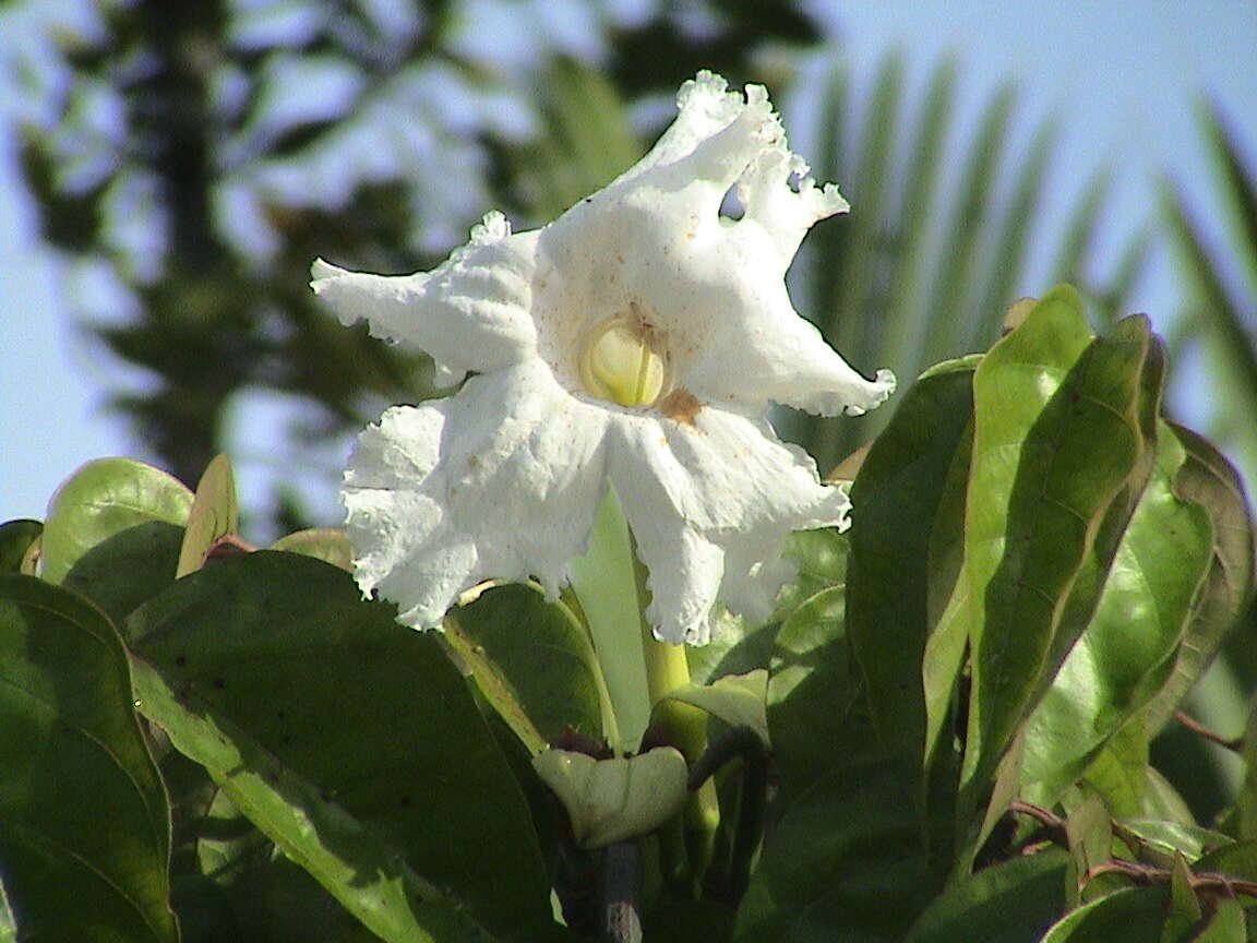 Image de Dolichandrone spathacea (L. fil.) K. Schum.