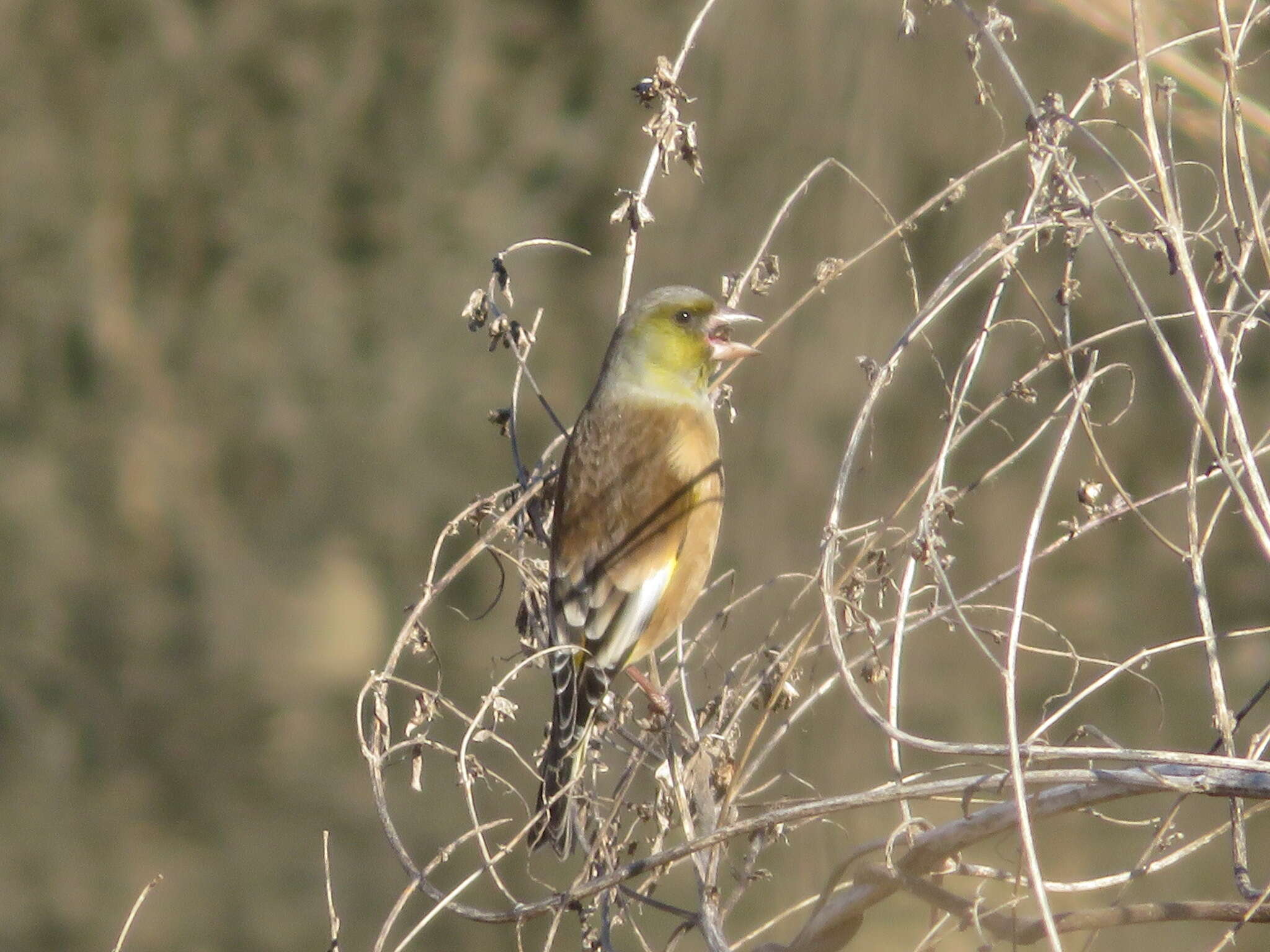 Image of Grey-capped Greenfinch