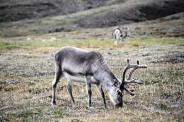 Image of Svalbard reindeer