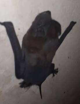 Image of Pallas's Mastiff Bat