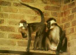 Image of Collared Mangabey