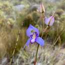 Image of Blue Disa