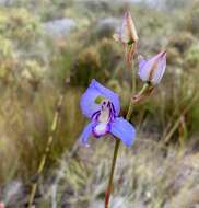 Disa graminifolia Ker Gawl. ex Spreng. resmi