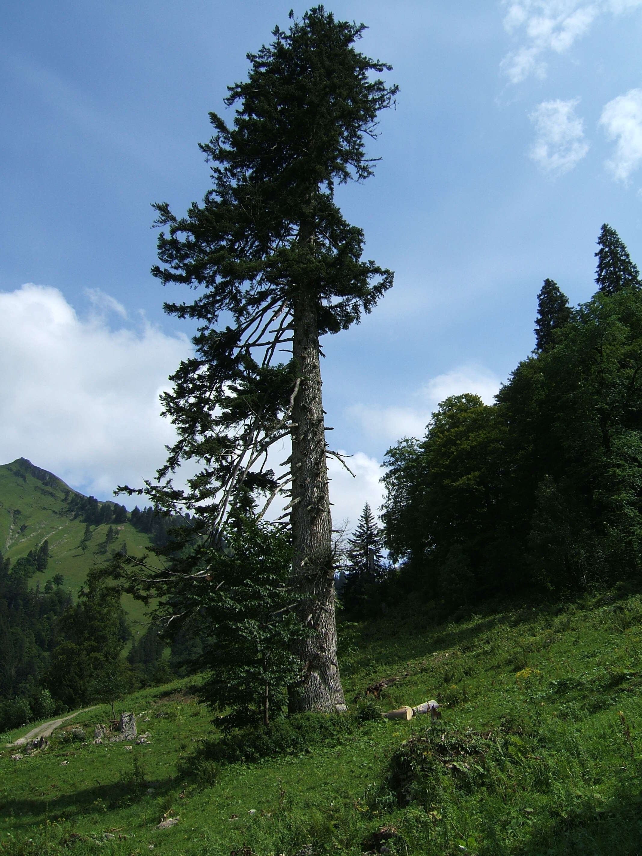 Image of Silver Fir