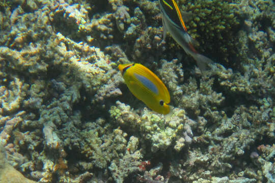 Image of Blue-dash Butterflyfish