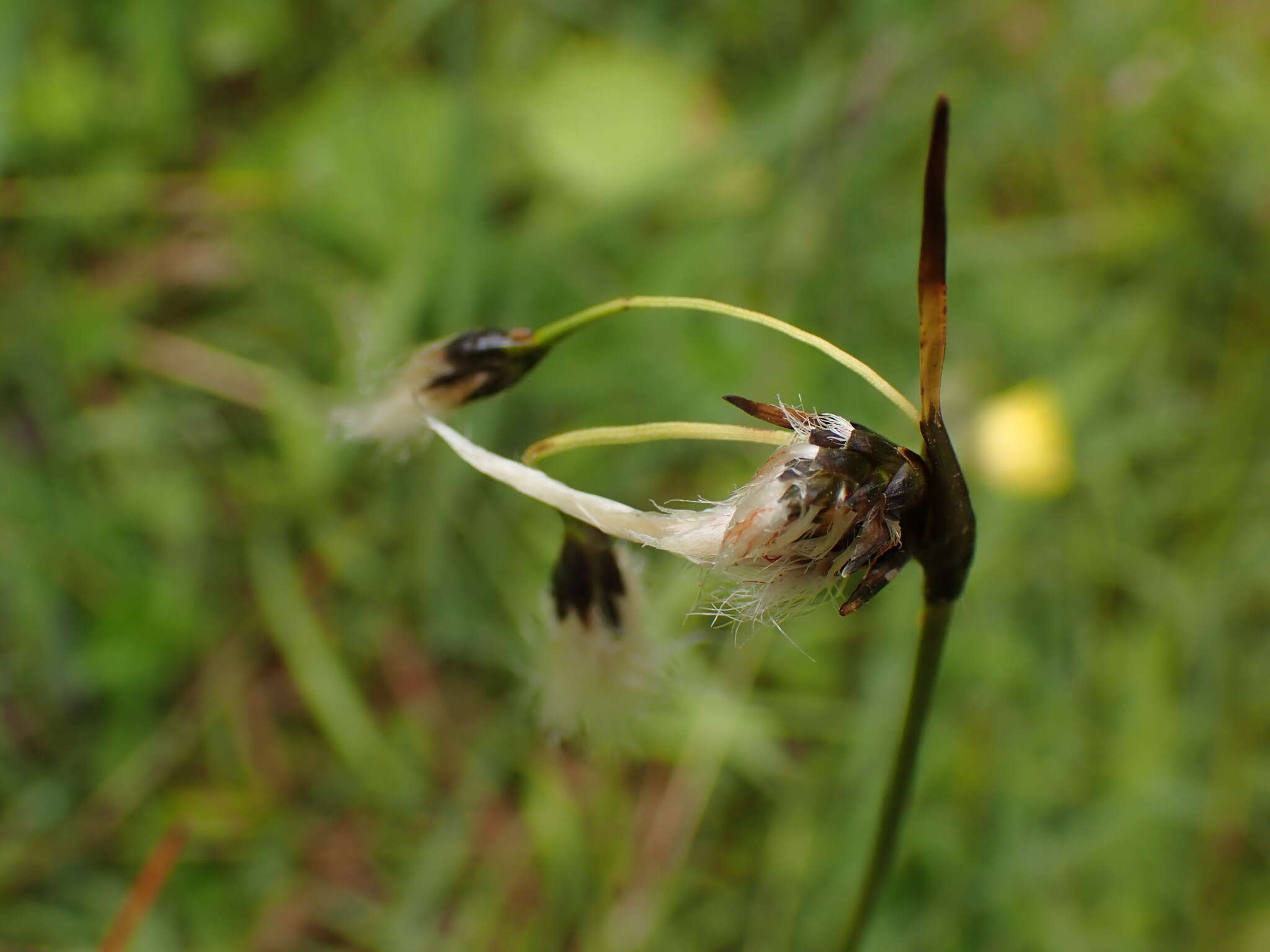 Imagem de Eriophorum latifolium Hoppe