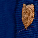 Image of summer fruit tortrix