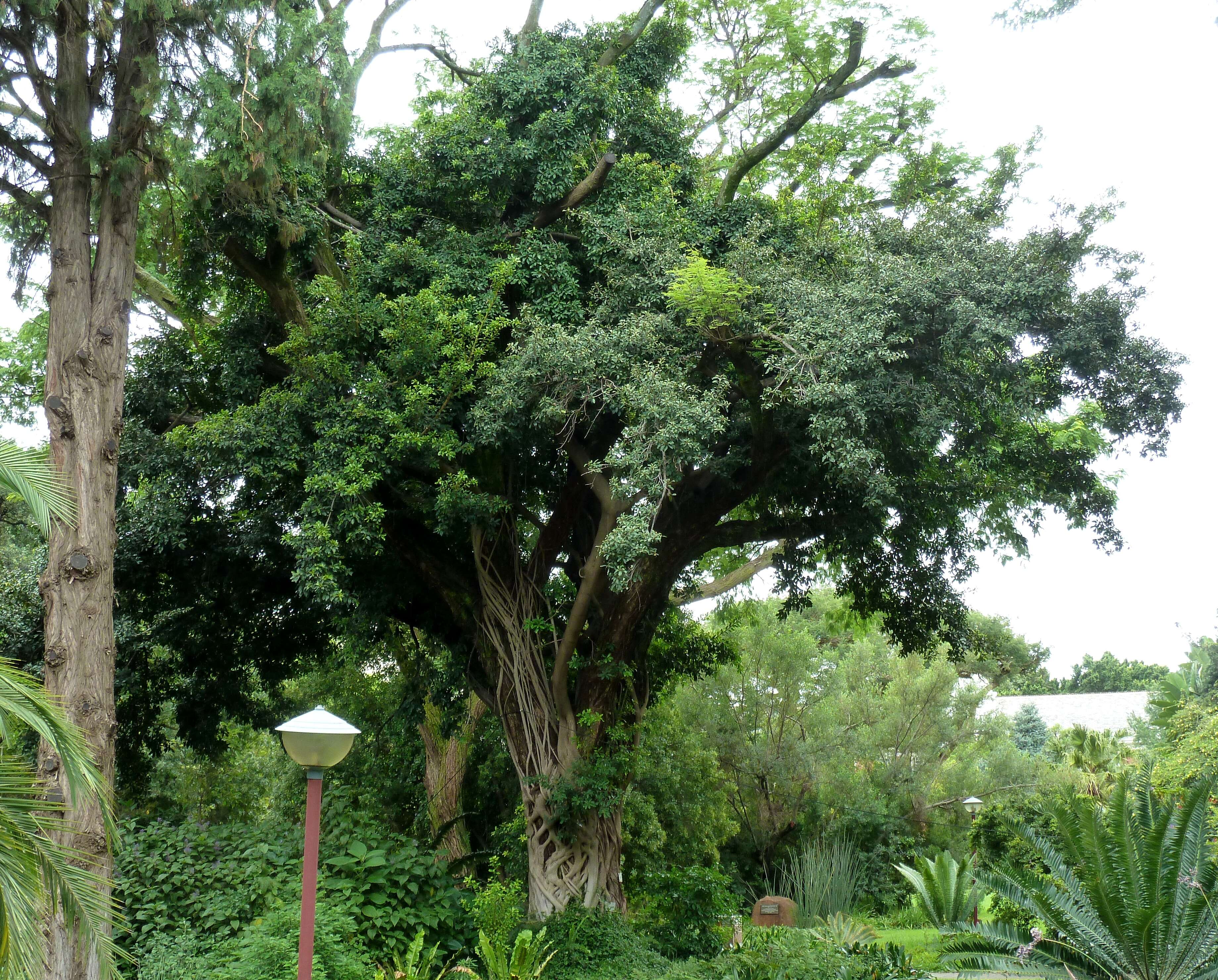 Imagem de Ficus craterostoma Warb. ex Mildbr. & Burr.