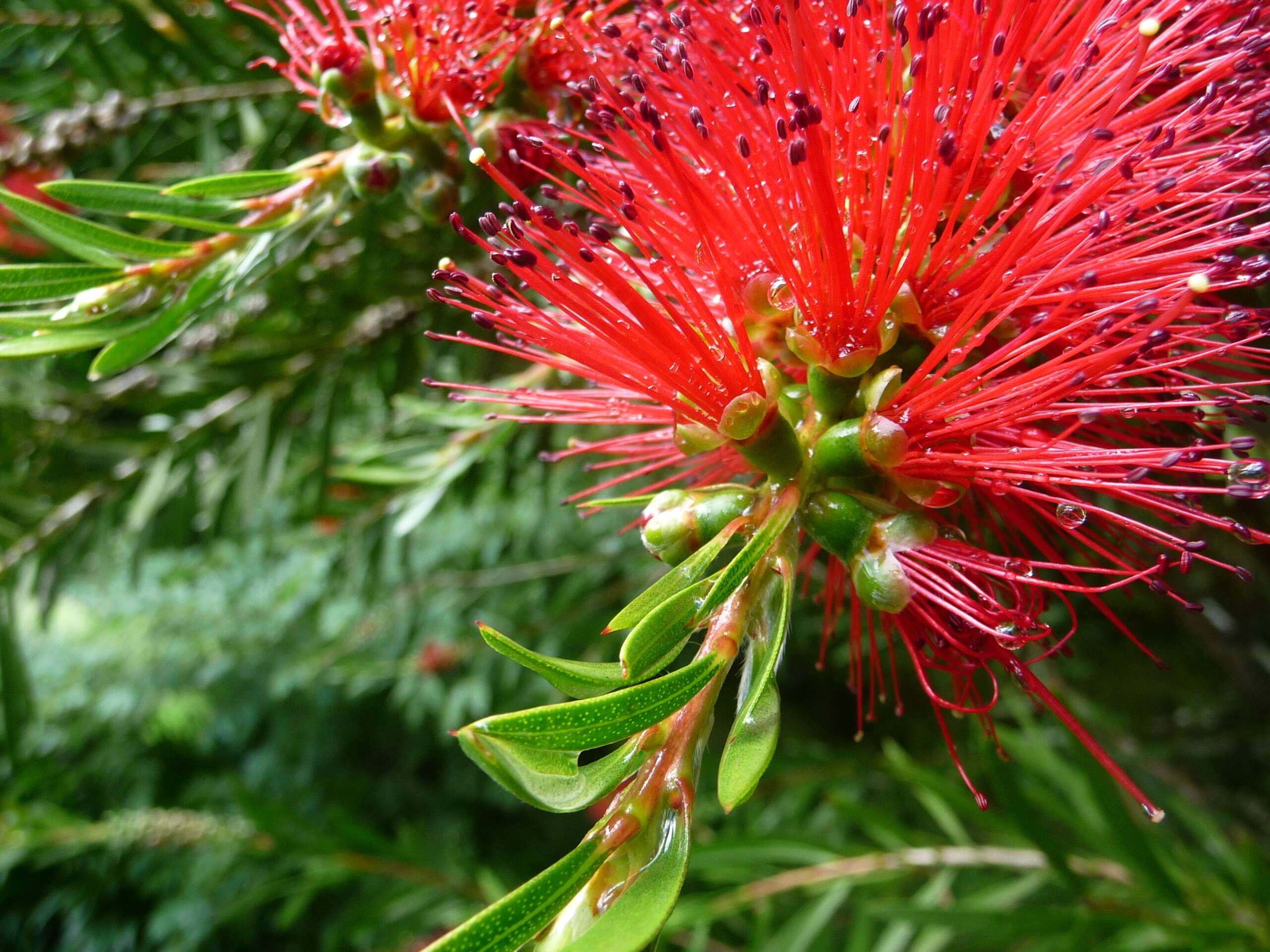 صورة Callistemon rigidus R. Br.