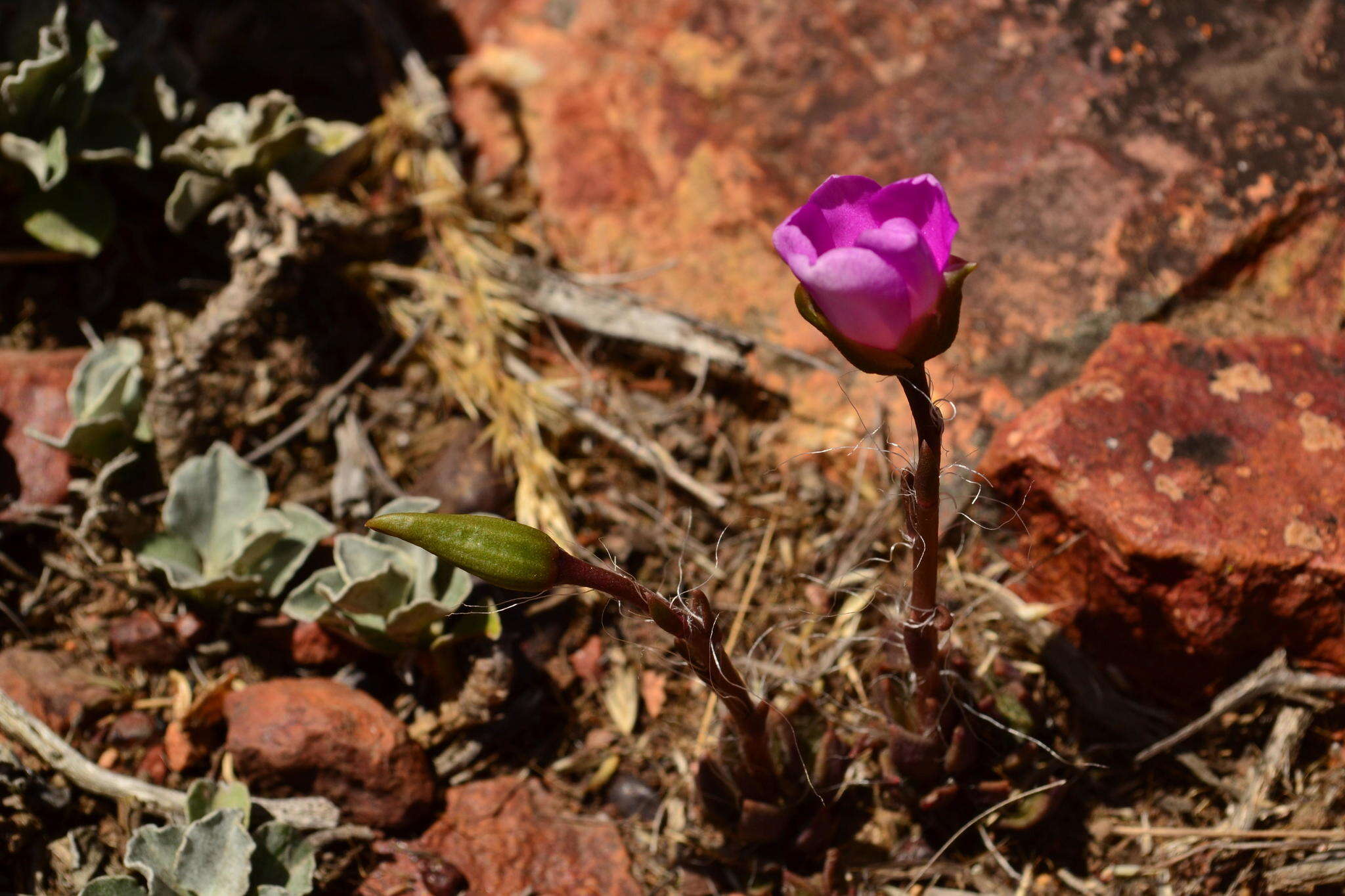 صورة Anacampseros lanceolata subsp. nebrownii (Poelln.) M. Gerbaulet