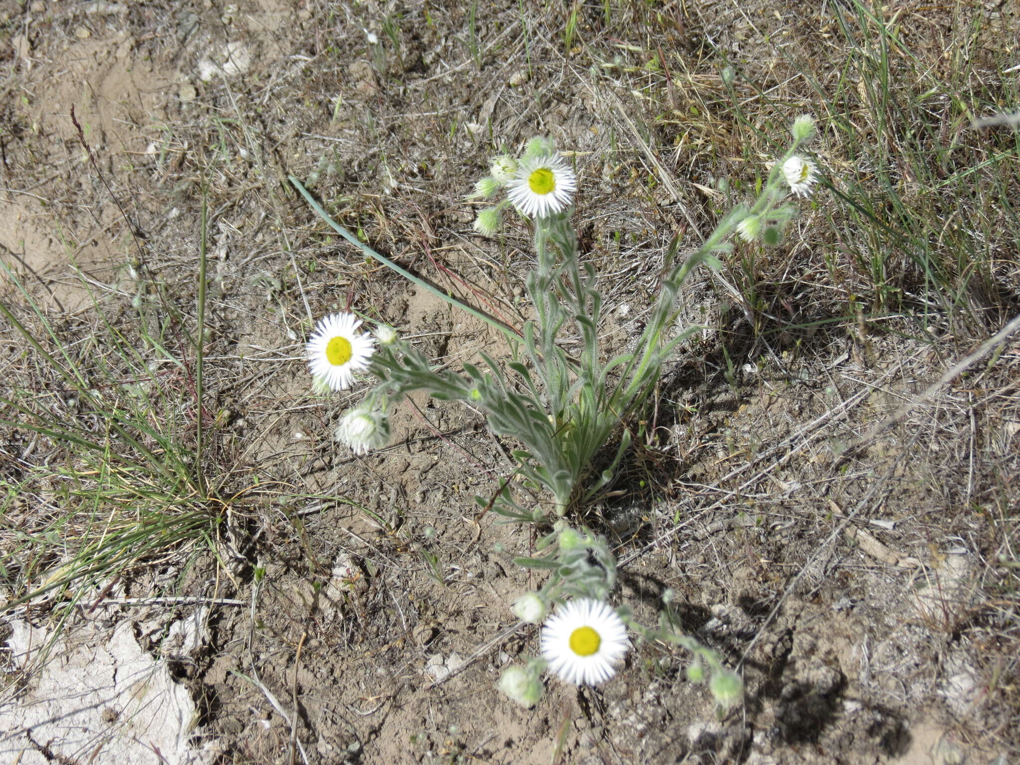 Image de Erigeron pumilus Nutt.