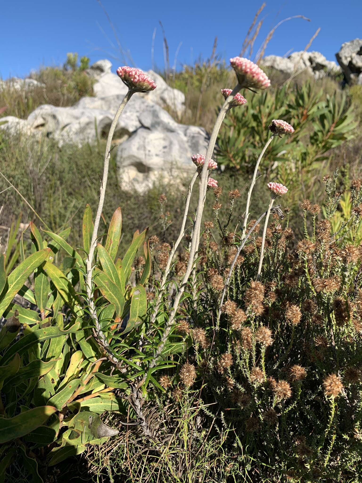 Image of Anaxeton arborescens (L.) Less.