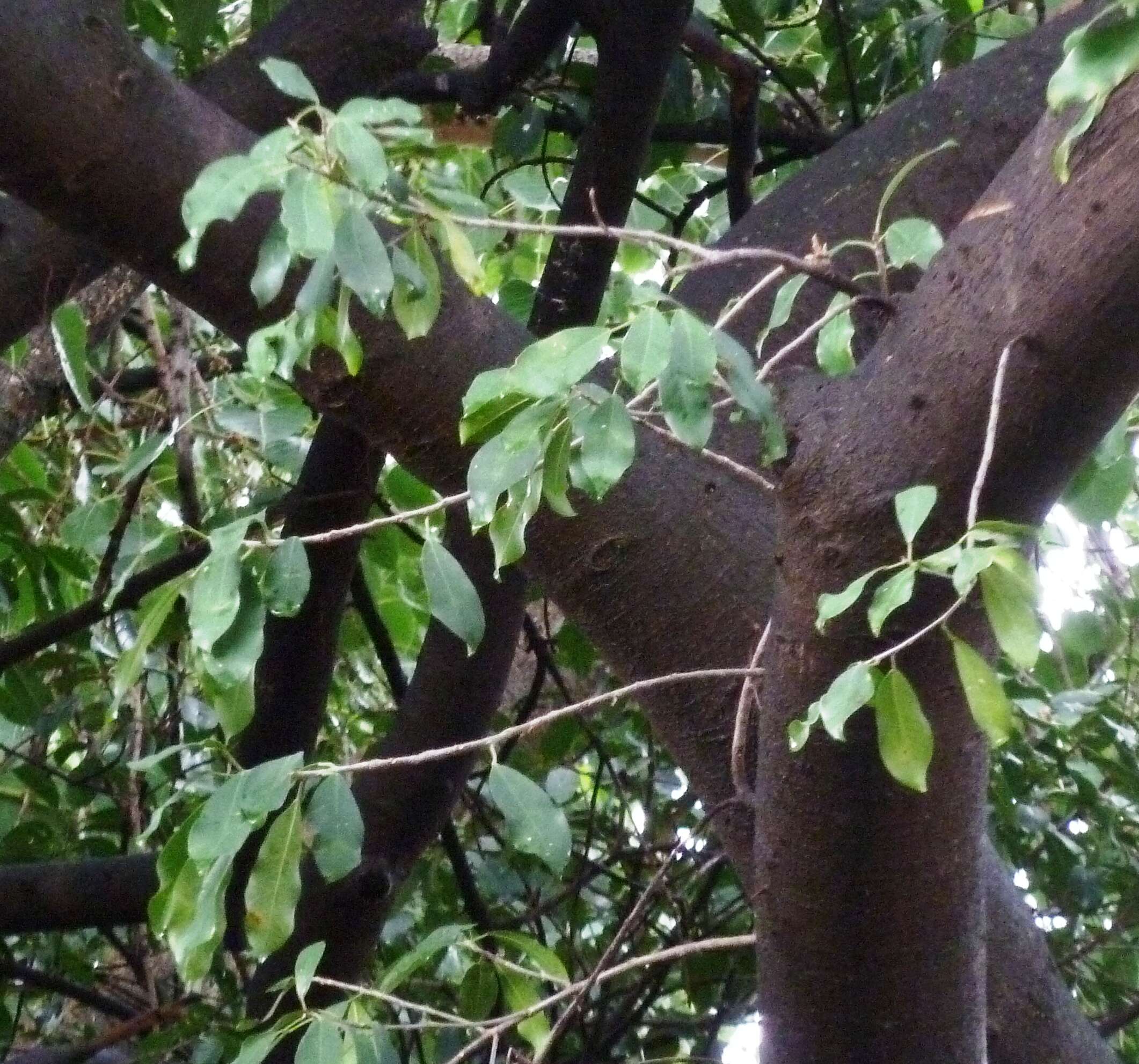 Imagem de Ficus craterostoma Warb. ex Mildbr. & Burr.