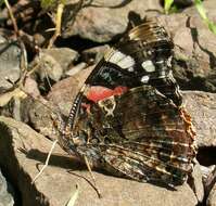 Image of Red Admiral