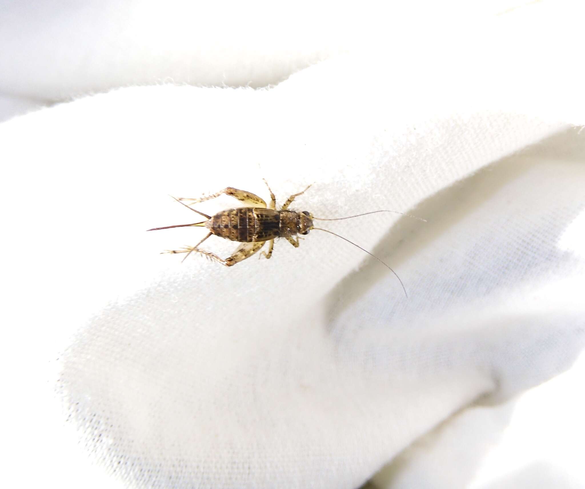 Image of Spotted Ground Cricket