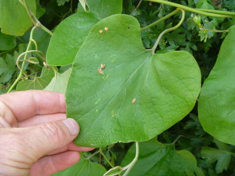 Image of woolly dutchman's pipe