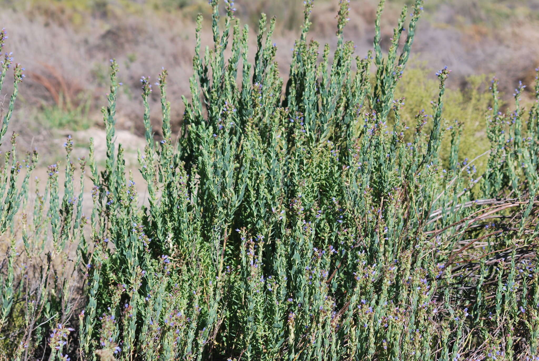 Lobostemon laevigatus (L.) Buek resmi