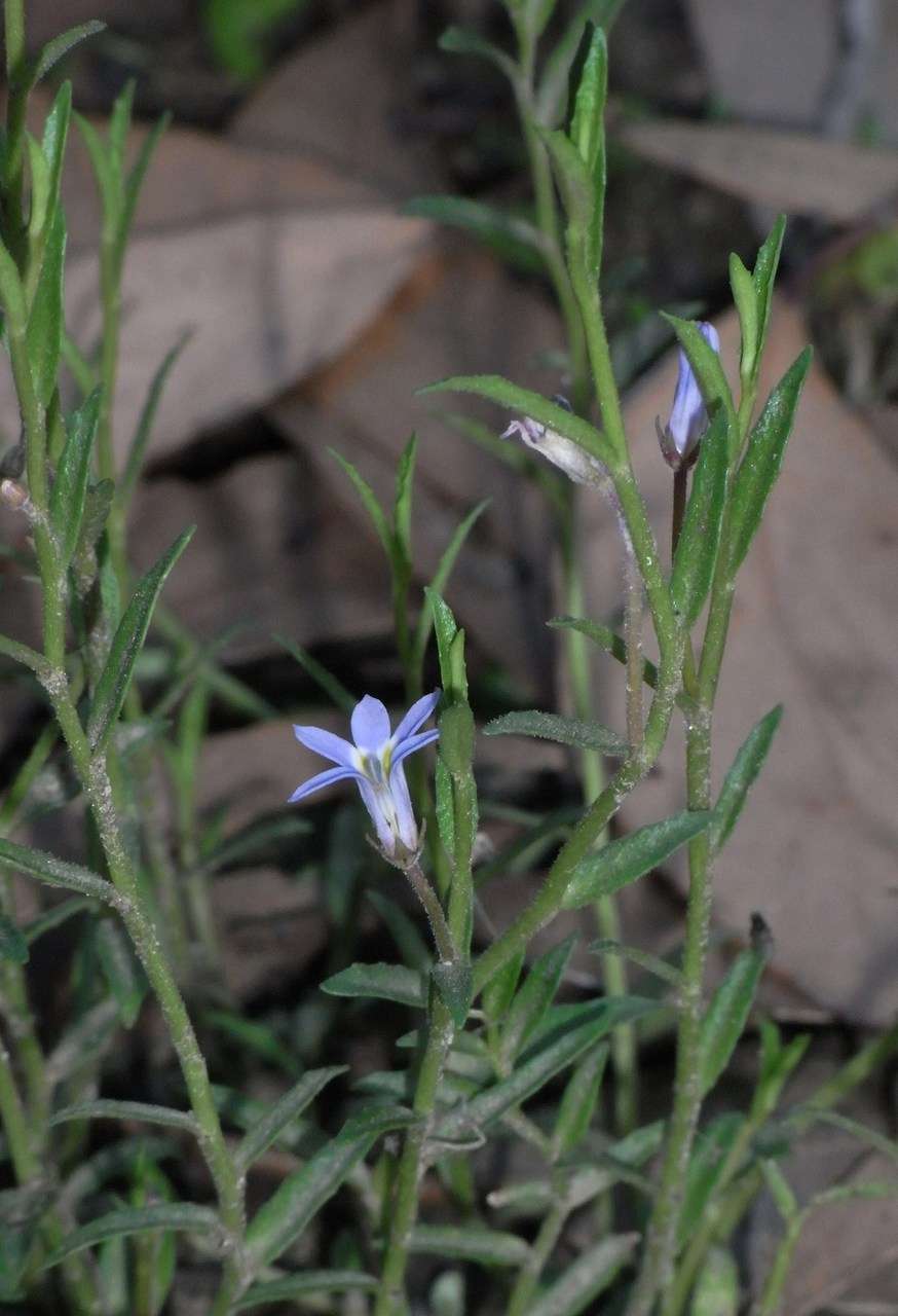 Image of Lobelia pratioides Benth.