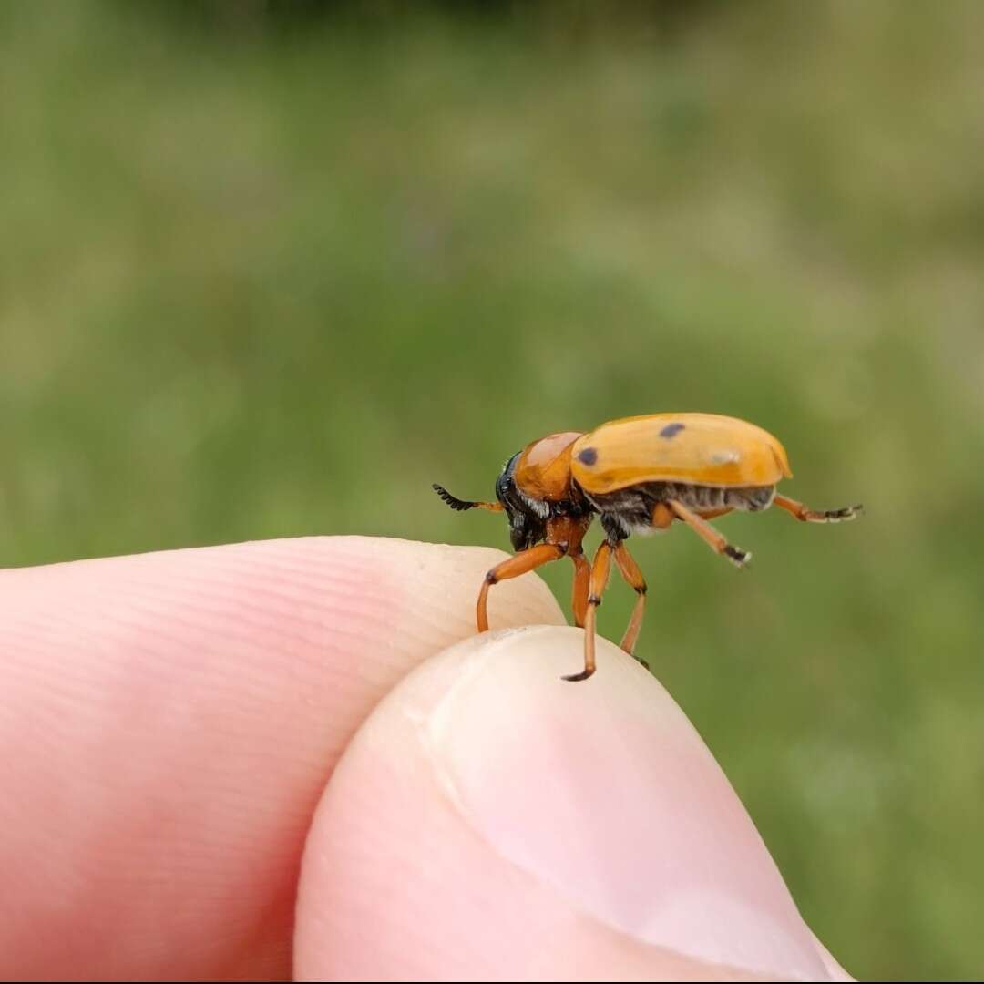 Image of <i>Tituboea macropus</i>