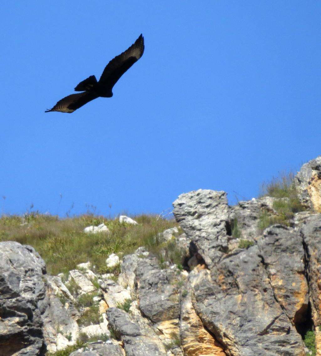 Image of Black Eagle