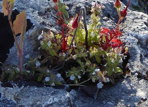 Sivun Sideritis romana subsp. curvidens (Stapf) Holmboe kuva